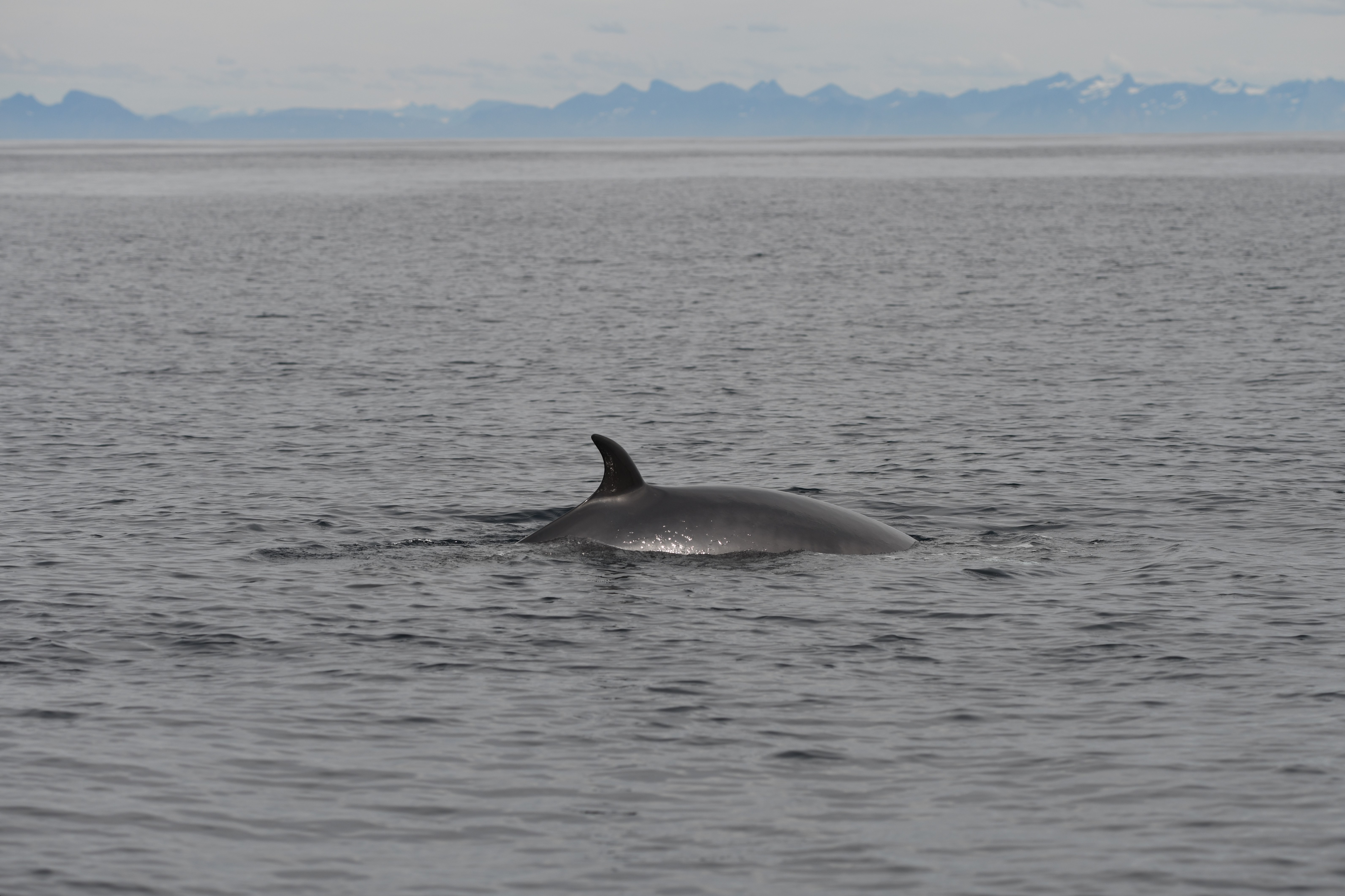 Ryggen av ein vågekval i havoverflata. 