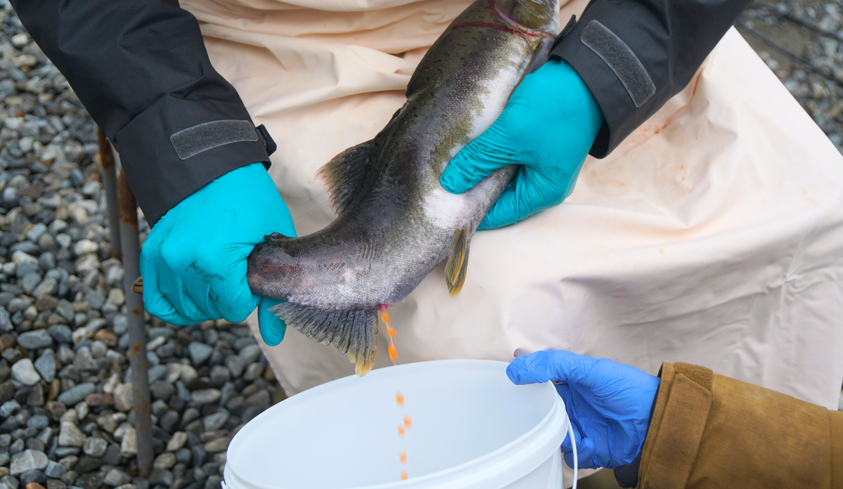 Vokser pukkellaks fortere enn oppdrettslaks? Er pukkellaks en god matfisk?