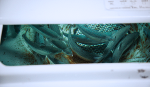 Kan pukkellaks og atlantisk laks gyte sammen? Kan pukkellaks og laks få avkom? Bilde av en hybrid mellom laks og pukkellaks i kar.