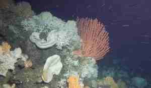 Røde og hvite koraller på havbunnen