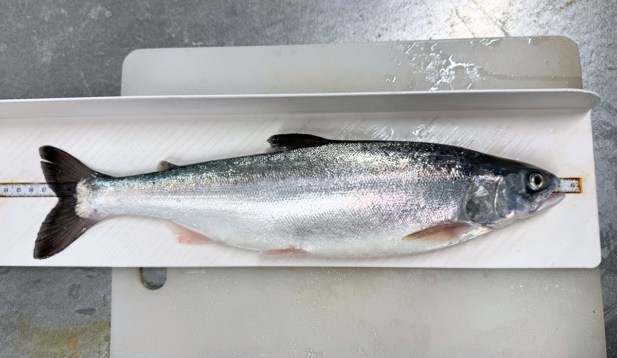 Kan pukkellaks og atlantisk laks gyte sammen? Kan pukkellaks og laks få avkom? Bilde av en pukkellaks hybrid mellom laks og pukkellaks.