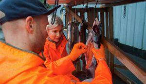 Hvordan å lage kaviar av pukkellaksrogn? Bilder av forsker som stryker pukkellaks, eggene rener ut av fisken.