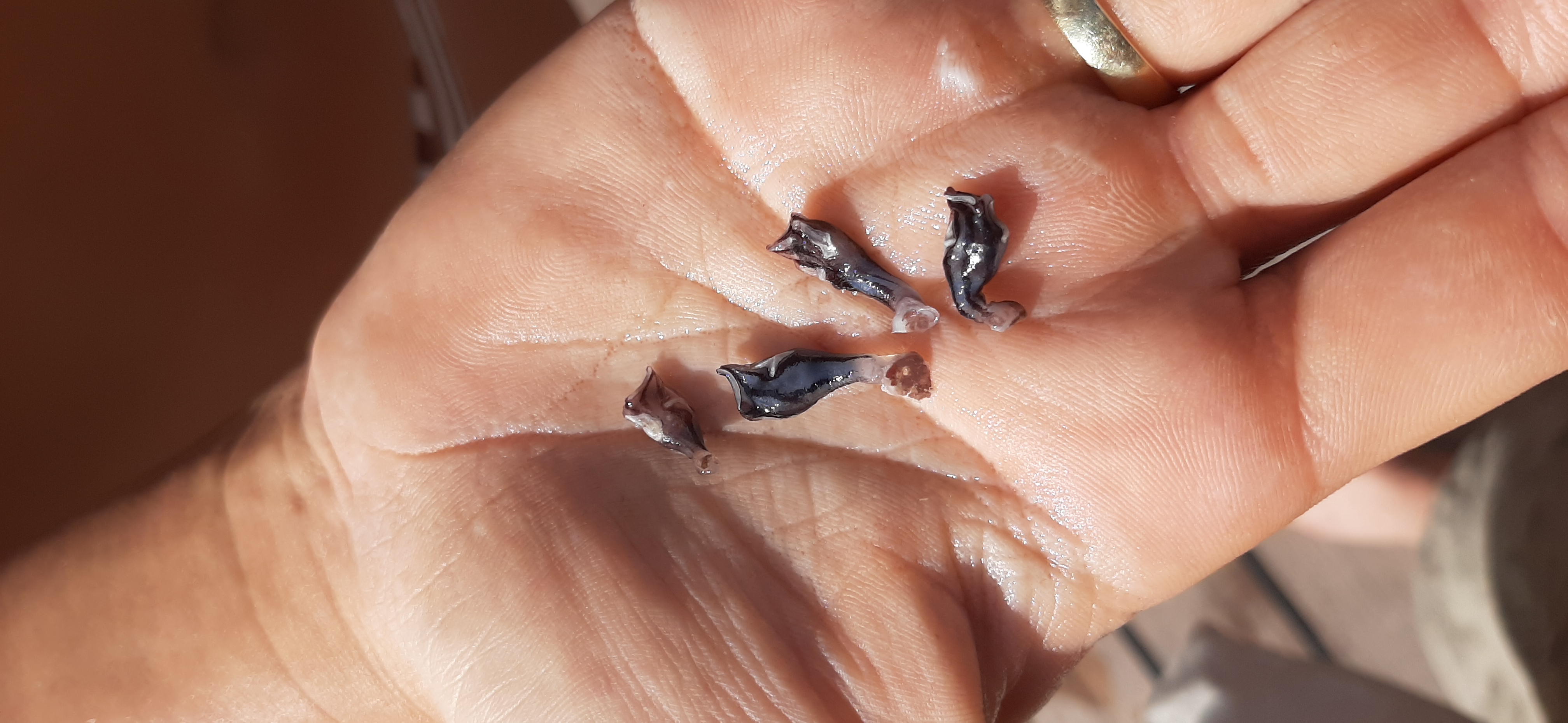 Nærbilde hånd med små andeskjell i håndflaten