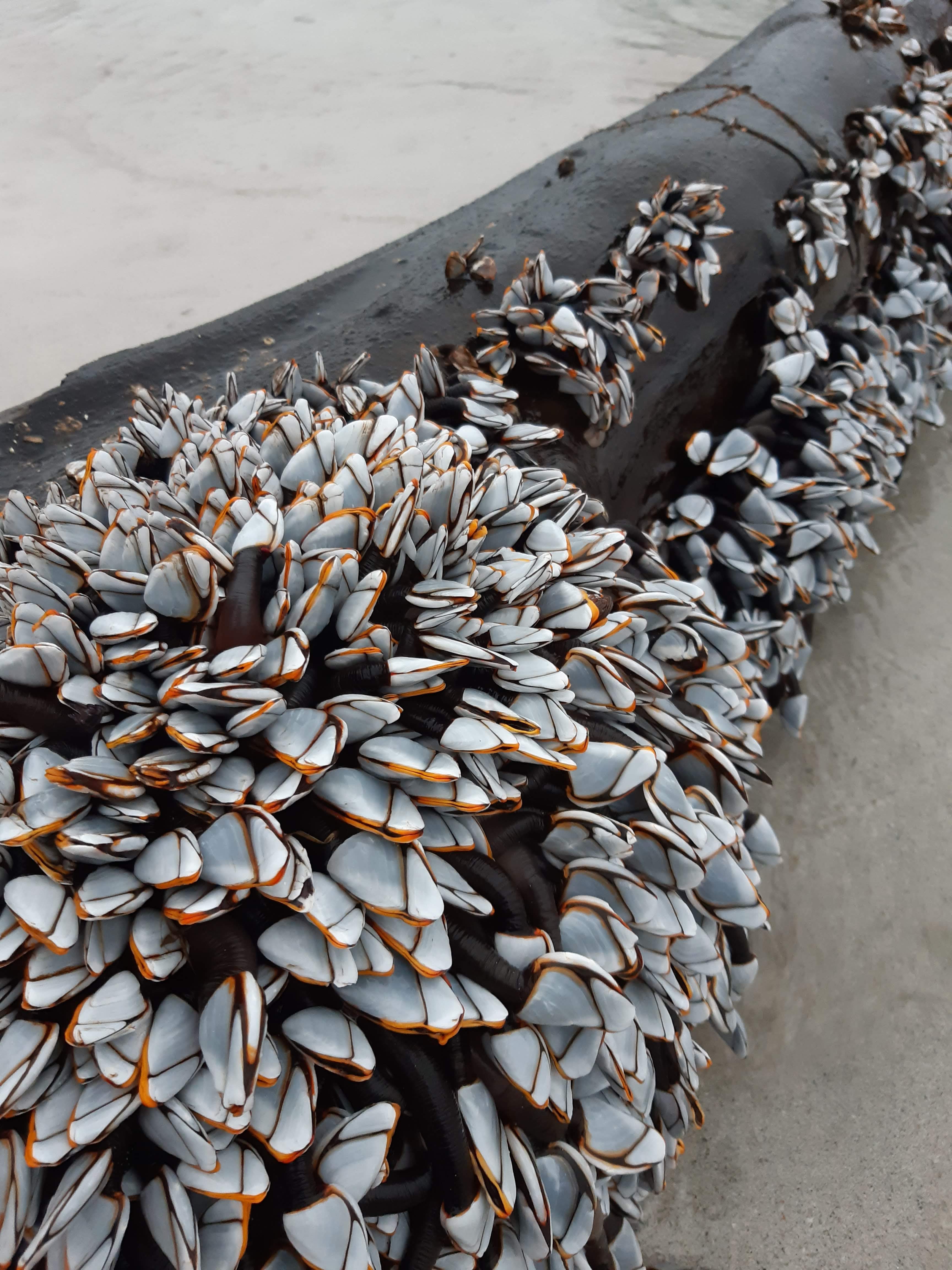 Andeskjell på stokk, hvitaktig med oransj åpning, sett ovenfra. 