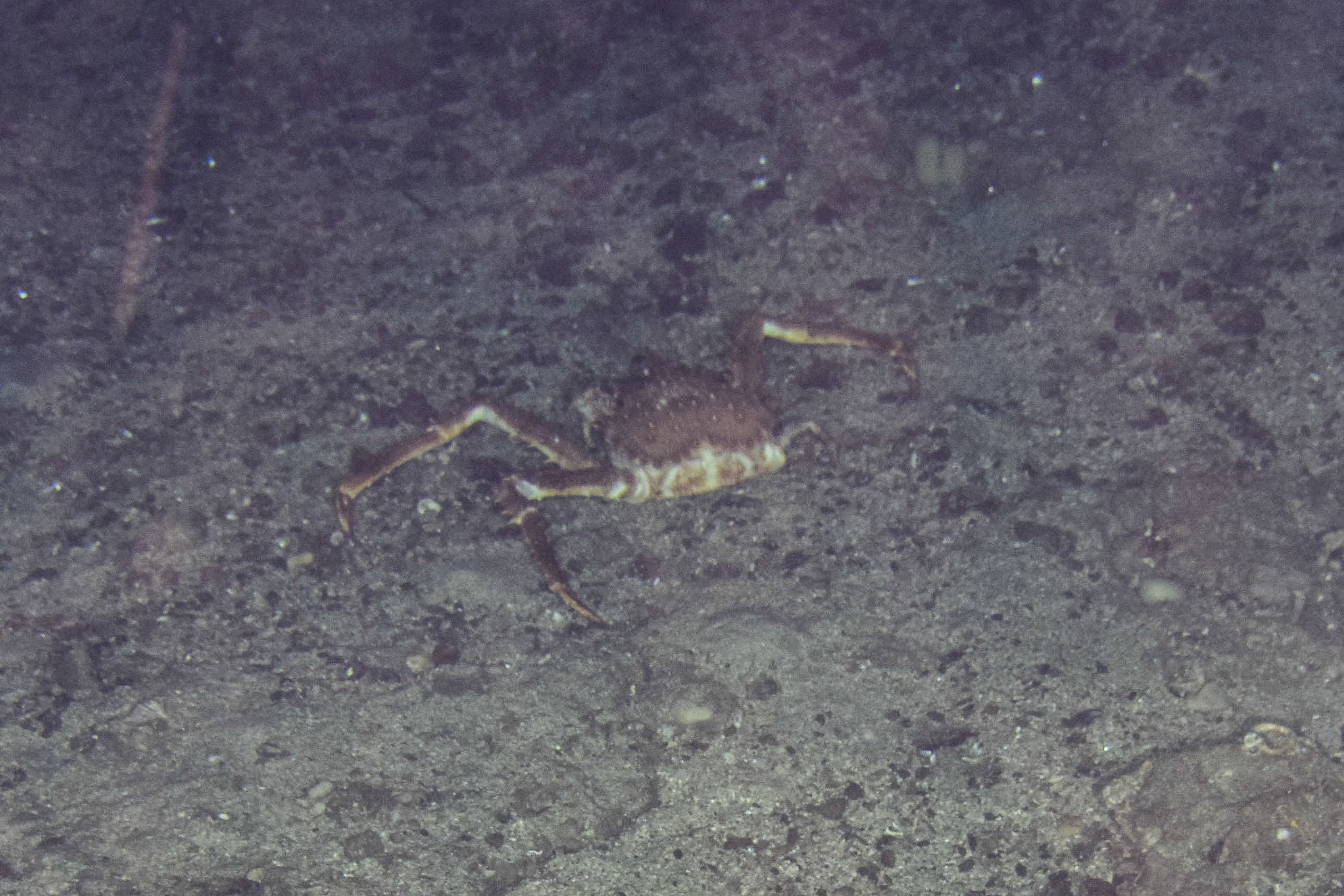 Trollkrabbe med ryggen til kamera 