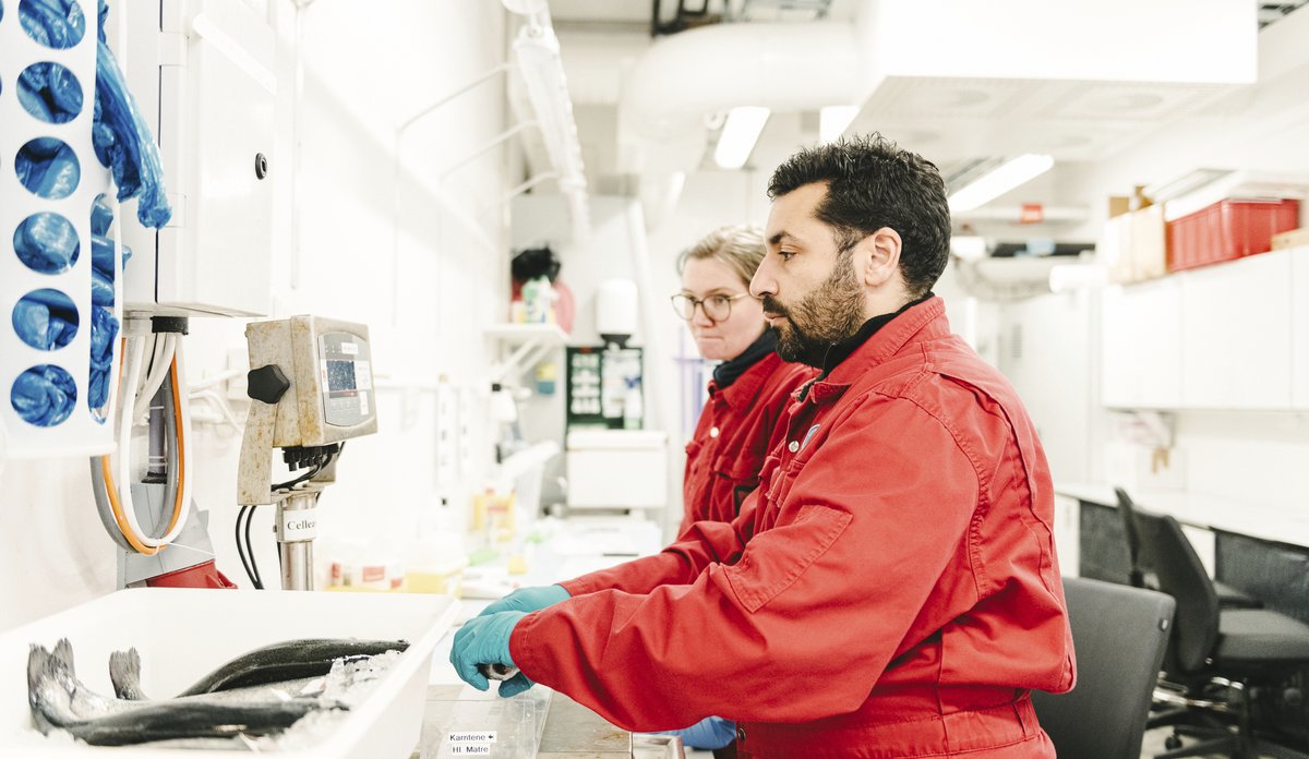 
To personer i rød kjeledress står ved siden av en arbeidsbenk, og tar prøver av død fisk