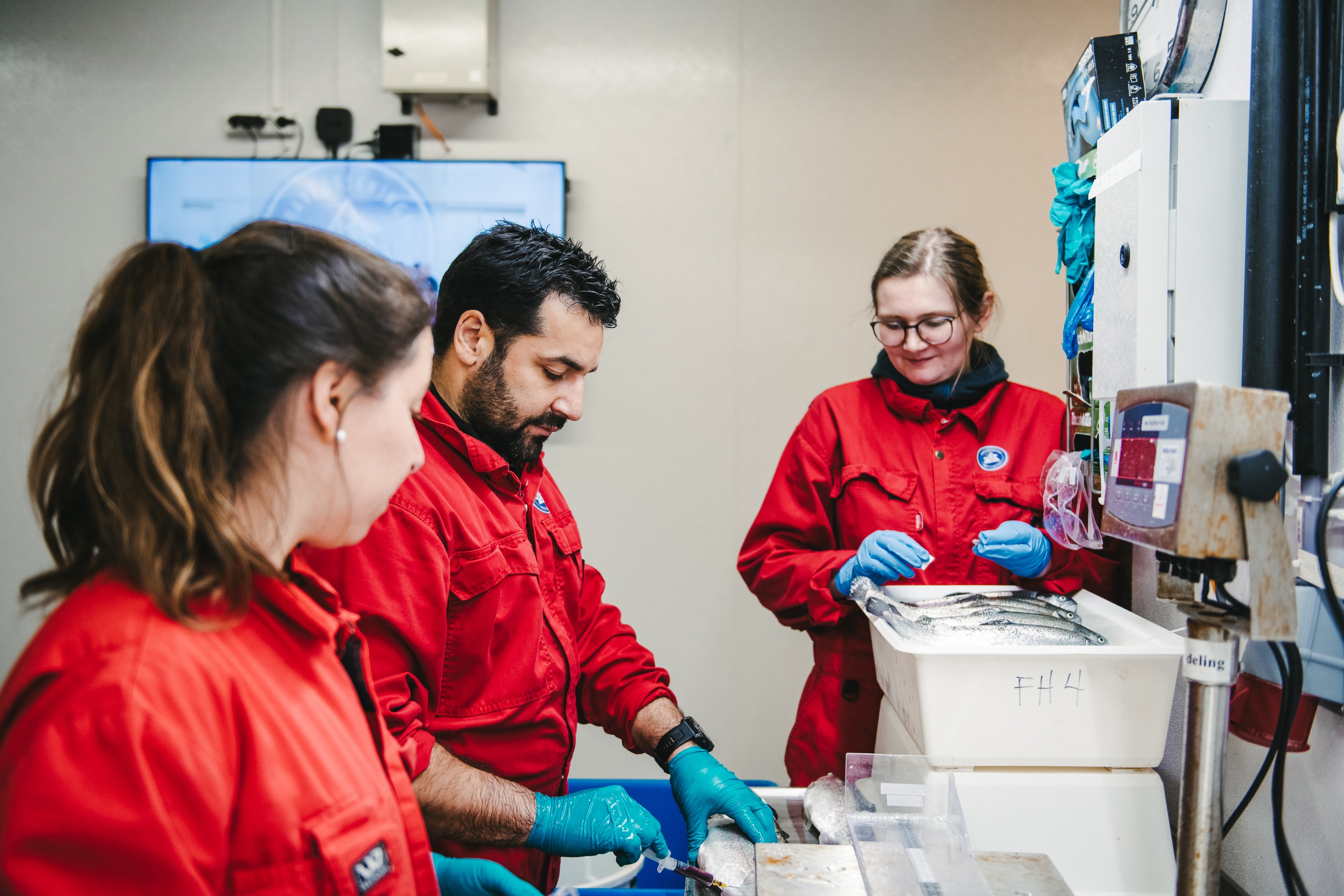 tre forskere i røde kjeledresser står rundt samme bord, der en fisk blir sløyet