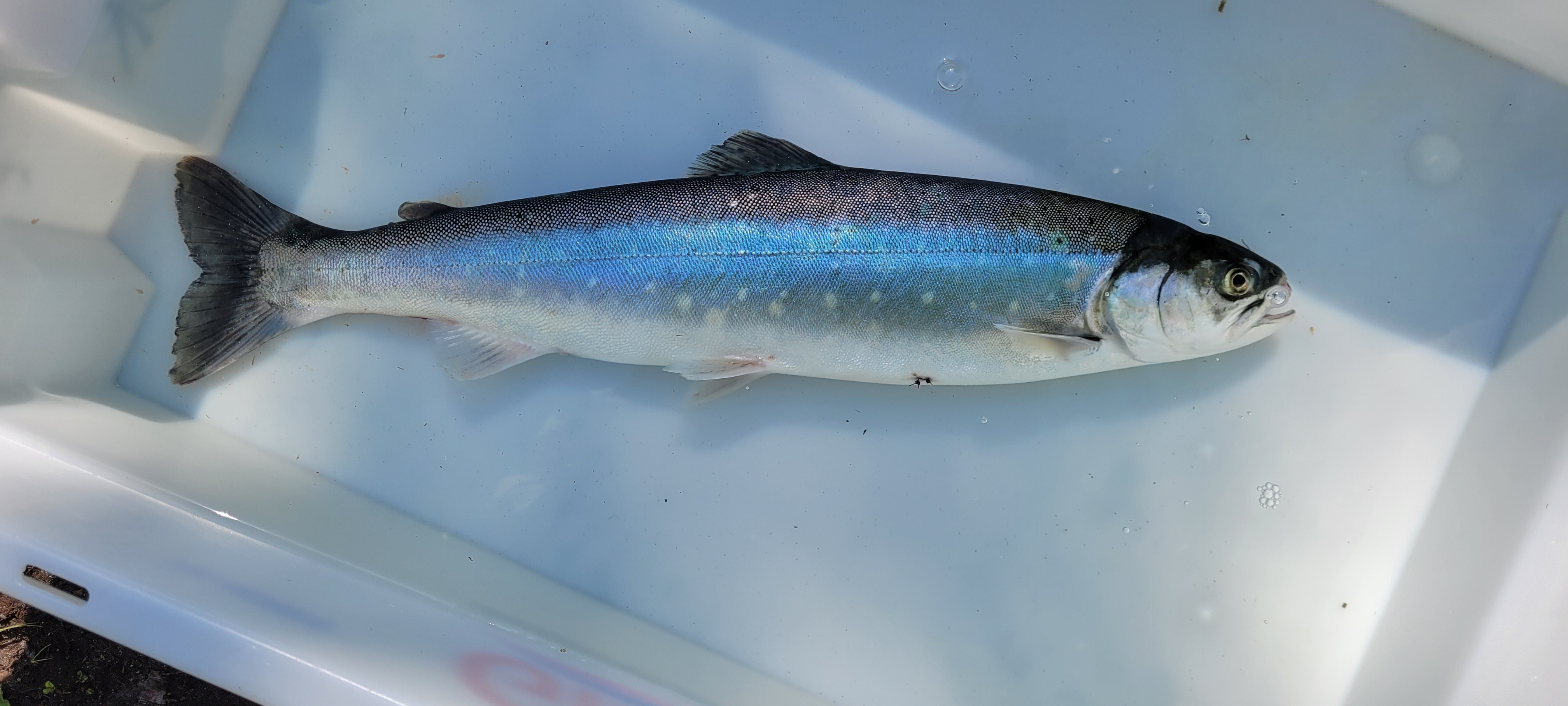 Ei sjørøye ligg i eit kar med vatn. Ho har eit sting i buken, der ein liten radiosendar har vorte sett inn. Den skal fortelje kor fisken sym.