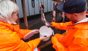 Vokser pukkellaks fortere enn oppdrettslaks? Er pukkellaks en god matfisk? 