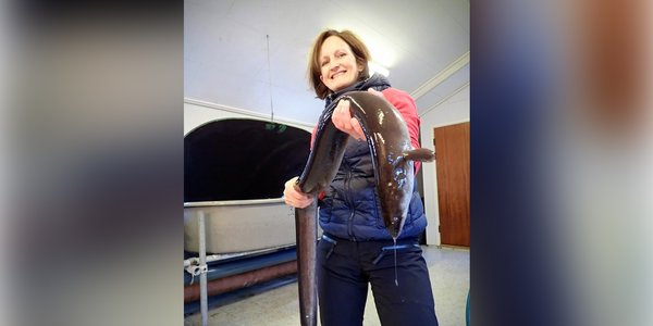 

Svømmende ål formet som en S