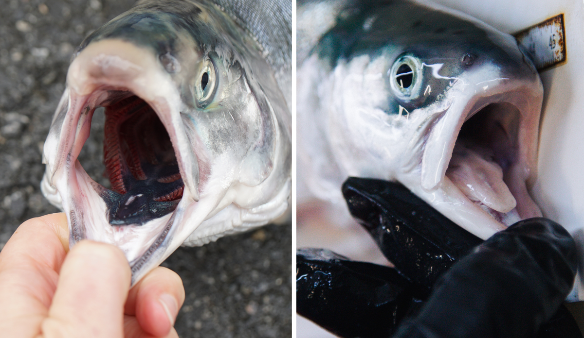 Kan pukkellaks og atlantisk laks gyte sammen? Kan pukkellaks og laks få avkom? forksjellen mellom pukkellaks og hybrid