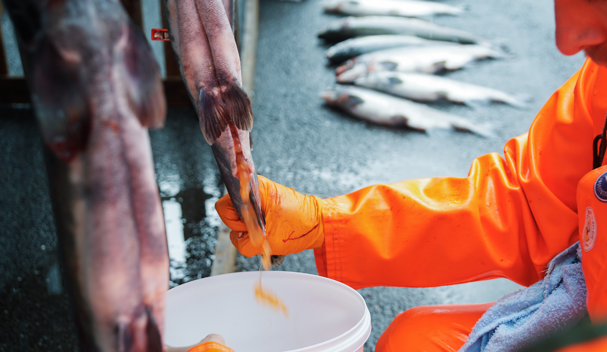 Pukkellaks rogn som mat. Kan det spises? Bilder av forsker som stryker pukkellaks, eggene rener ut av fisken.