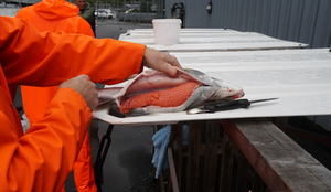 Vokser pukkellaks fortere enn oppdrettslaks? Er pukkellaks en god matfisk?