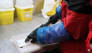 Kan pukkellaks og atlantisk laks gyte sammen? Kan pukkellaks og laks få avkom? Bilde av en pukkellaks hybrid mellom laks og pukkellaks.