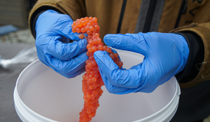 Hvordan lage pukkellakskaviar? Kan pukkellaks kaviar spises? Kan pukkellaks rogn spises? bilder av en klump av pukkellaksrogn