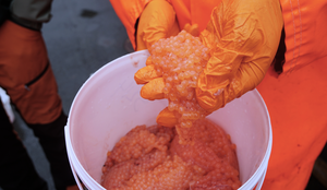 Vokser pukkellaks fortere enn oppdrettslaks? Er pukkellaks en god matfisk? rogn av pukkellaks