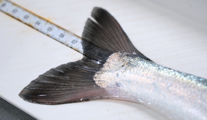 Kan pukkellaks og atlantisk laks gyte sammen? Kan pukkellaks og laks få avkom? Bilde av en pukkellaks hybrid mellom laks og pukkellaks.