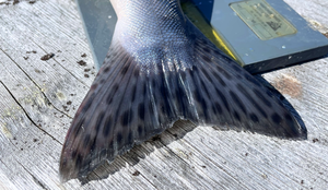 Kan pukkellaks og atlantisk laks gyte sammen? Kan pukkellaks og laks få avkom? Bilde av en pukkellakshale. 