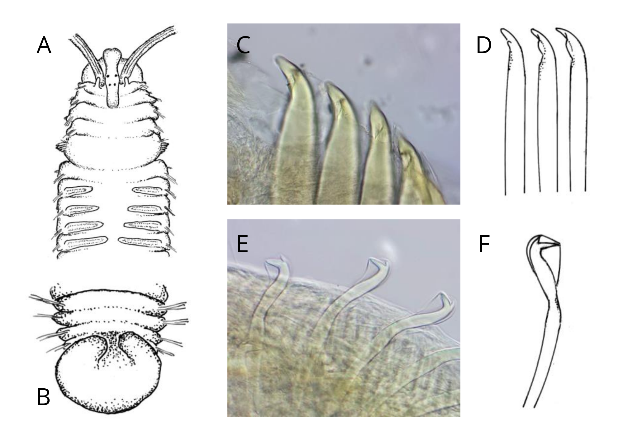 foto og illustrasjoner av kjennetegn for børstemarken