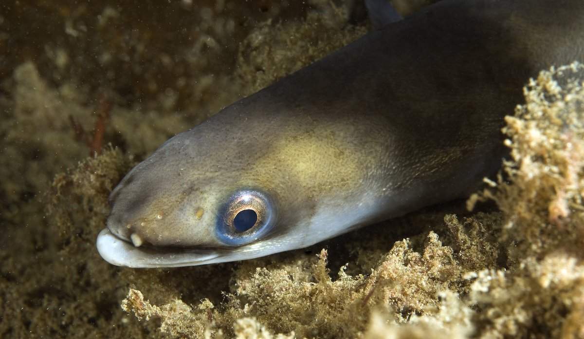 Ål på sjøbunnen