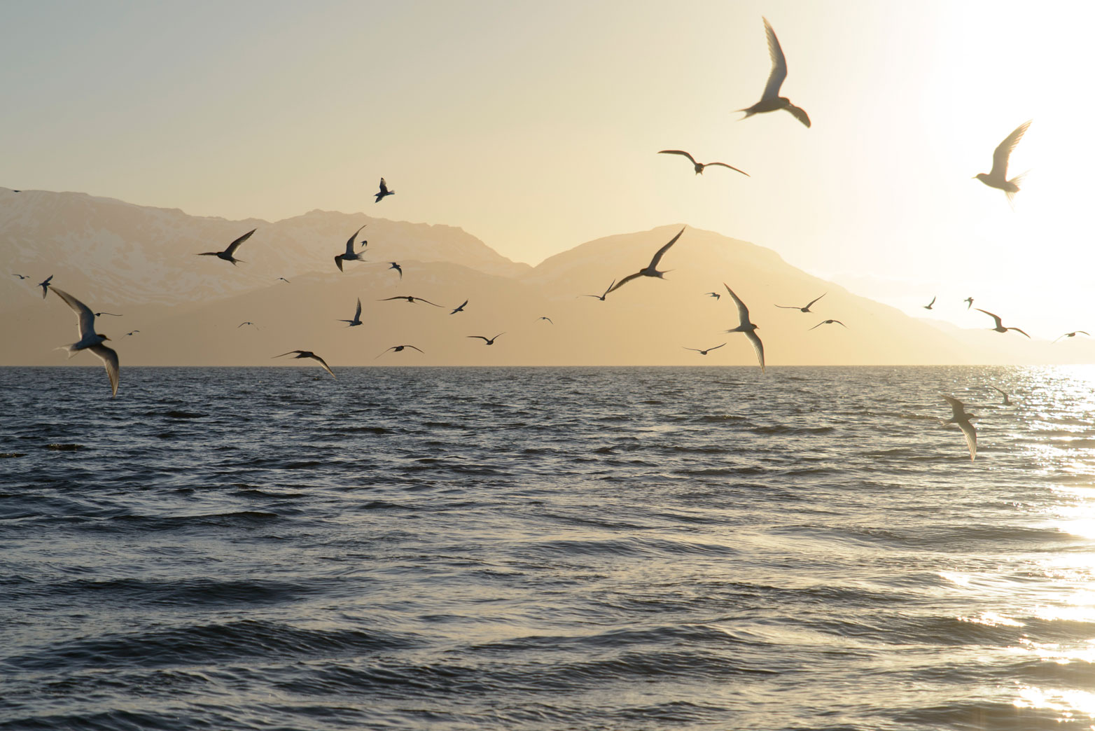 Landskapsbilde fra Altafjorden med fjell og fjord, en flokk rødnebbterner flyr rundt.