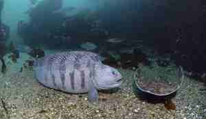Gråsteinbit over steinbunn attmed en skate.
