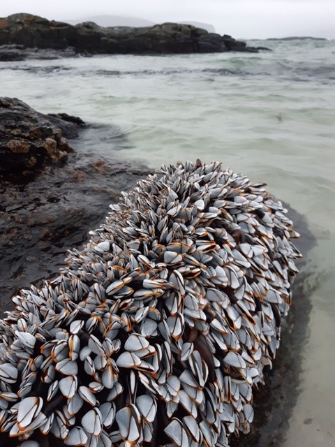 Andeskjell på stokk med hav i bakgrunnen