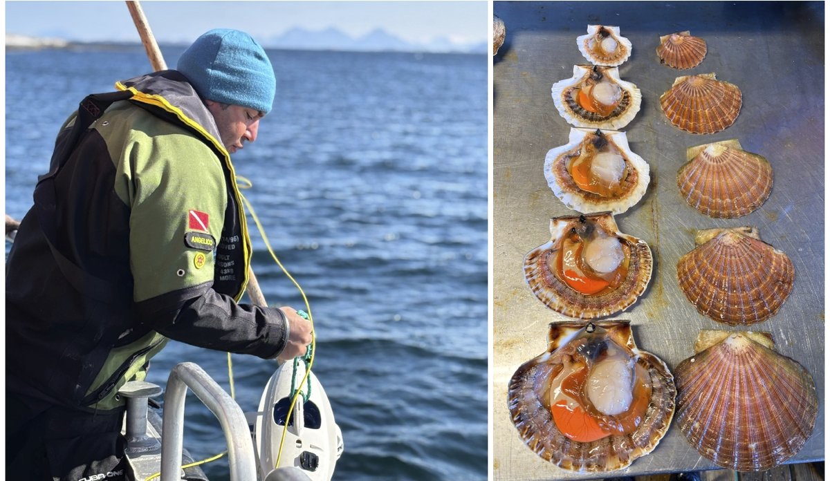 
Kollasj av et bilde av en forsker på en båt og av kamskjell som ligger på en blank flate