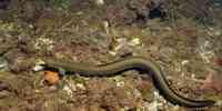 

Eel swimming above seafloor