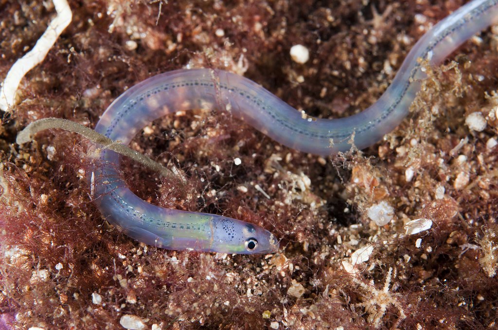 Anguilla anguilla   juvenil 20 01 12 (1)