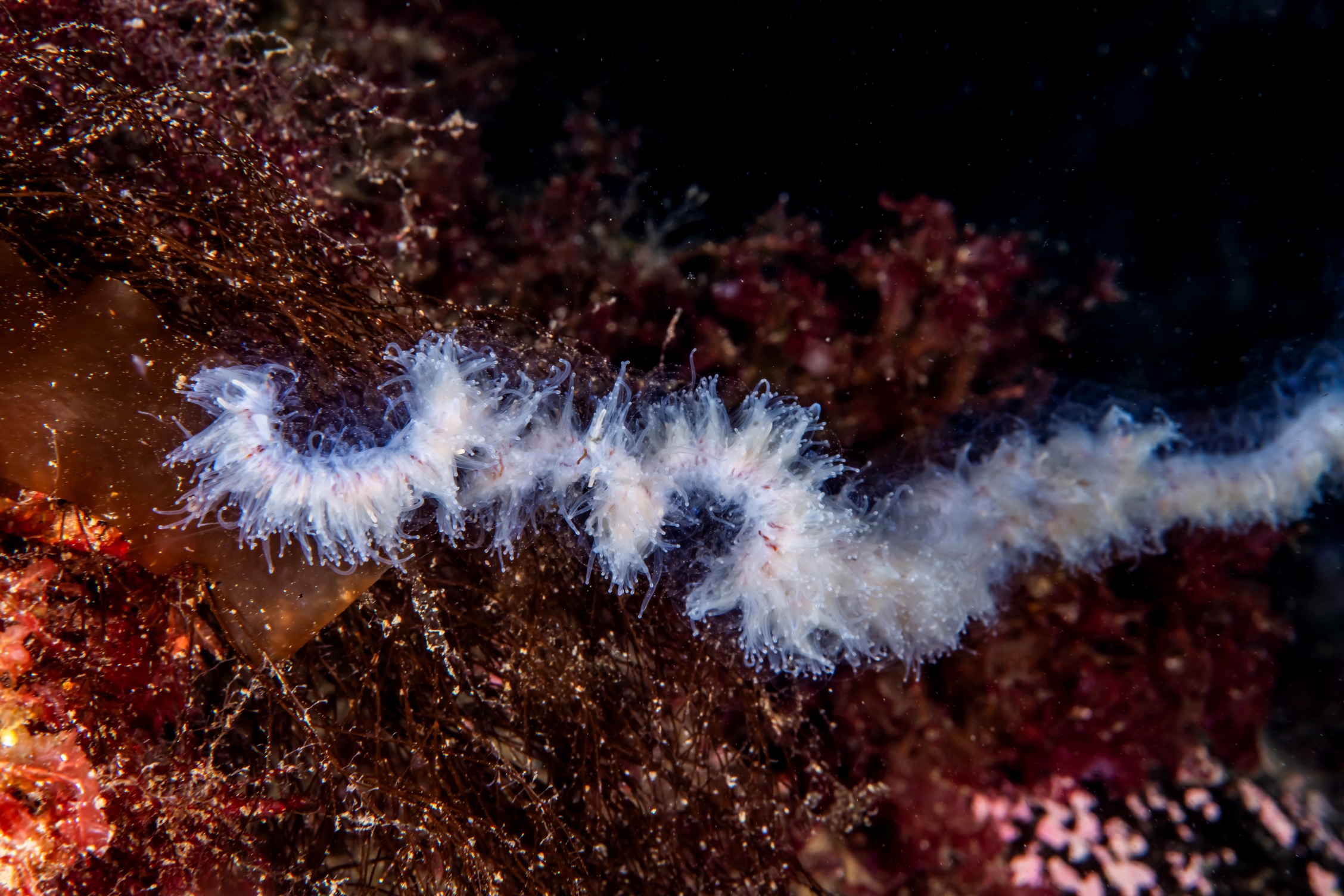 Perlesnormanet under vann