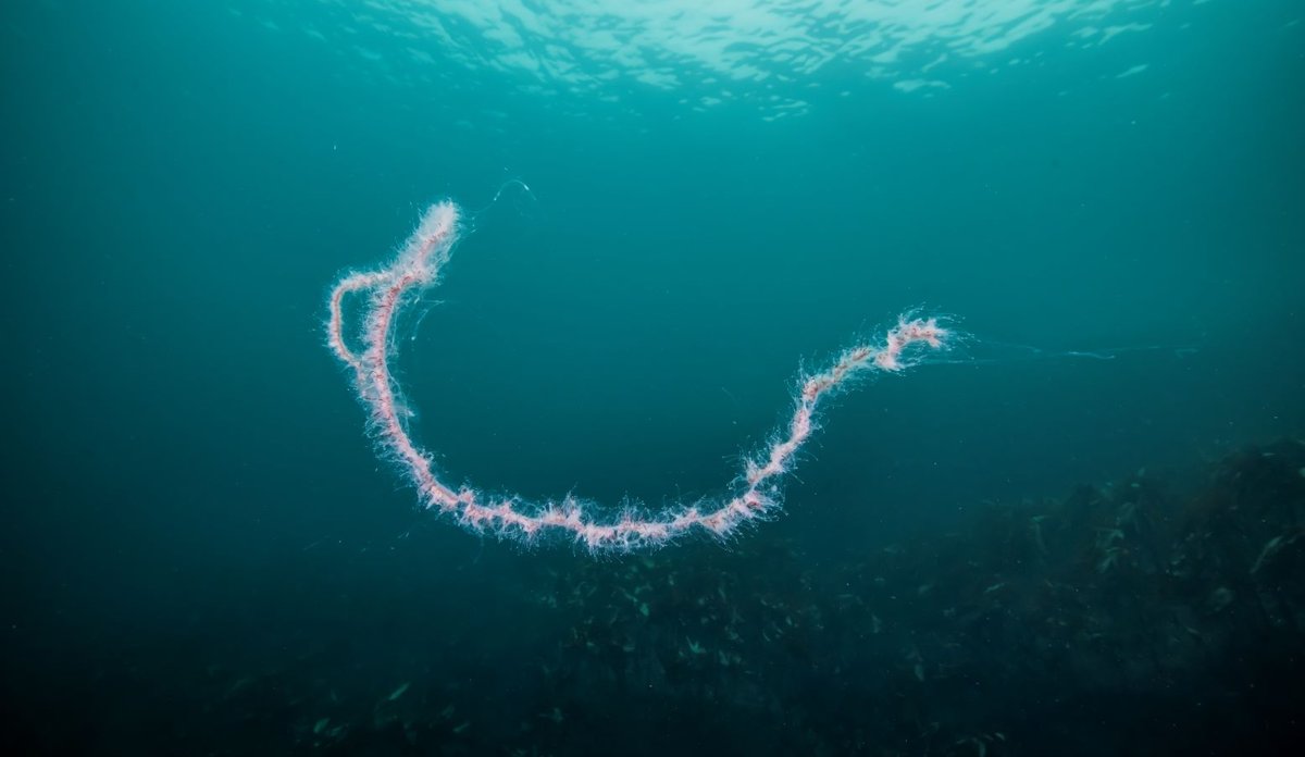 
Perlesnormaneta under vann.