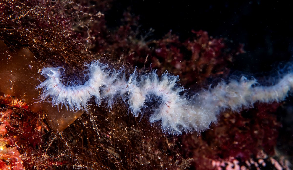
Nærbilde av en perlesnormanet. Perlesnormaneter ser ut som dei 