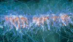 På nært hold ser vi snora som held saman kolonien.