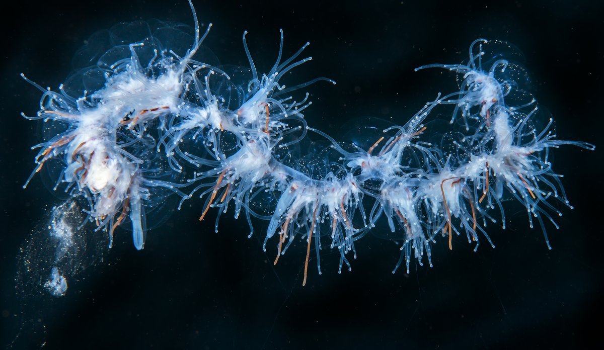 Apolemia uvaria under water