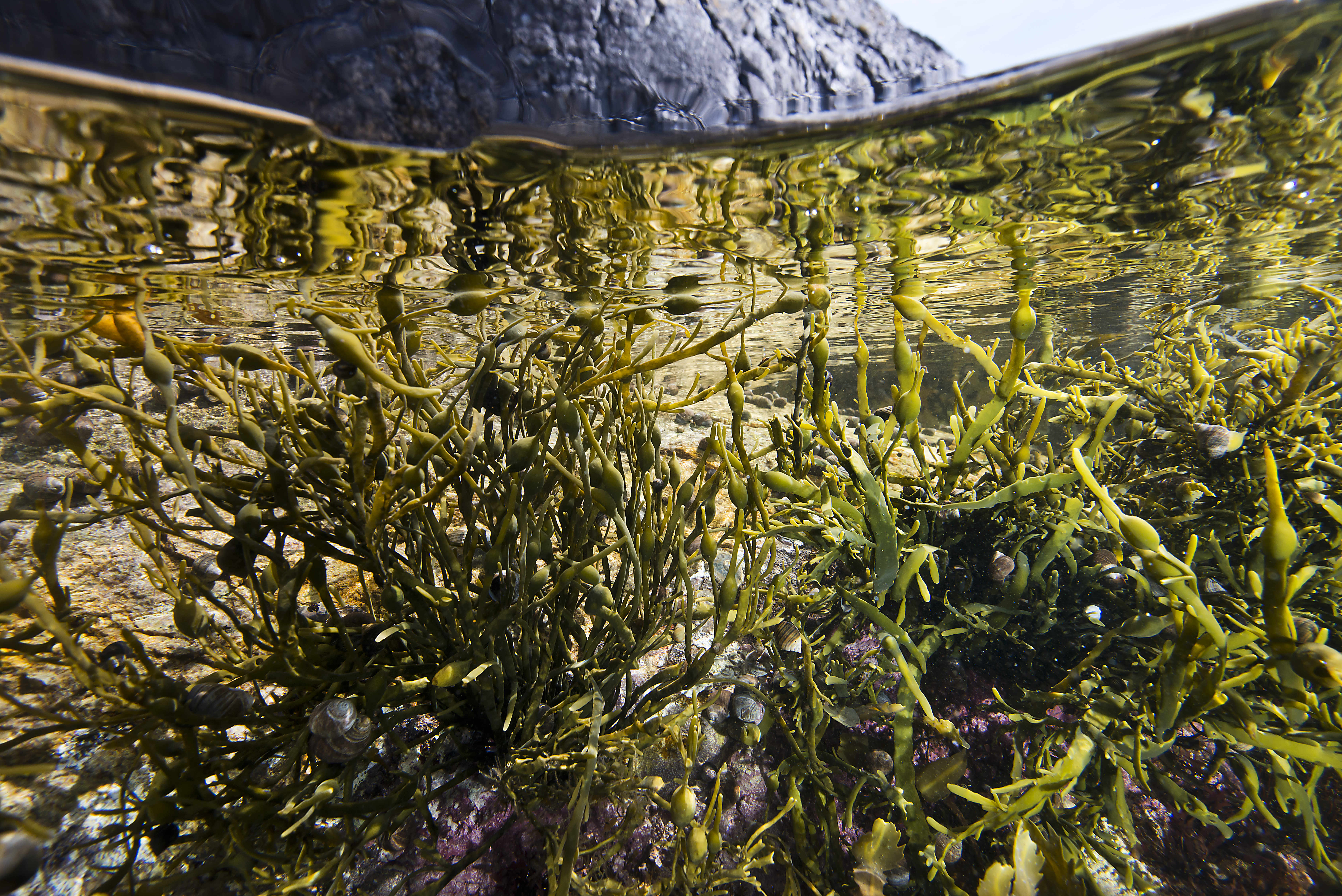 grisetang fotografert rett under havoverflaten