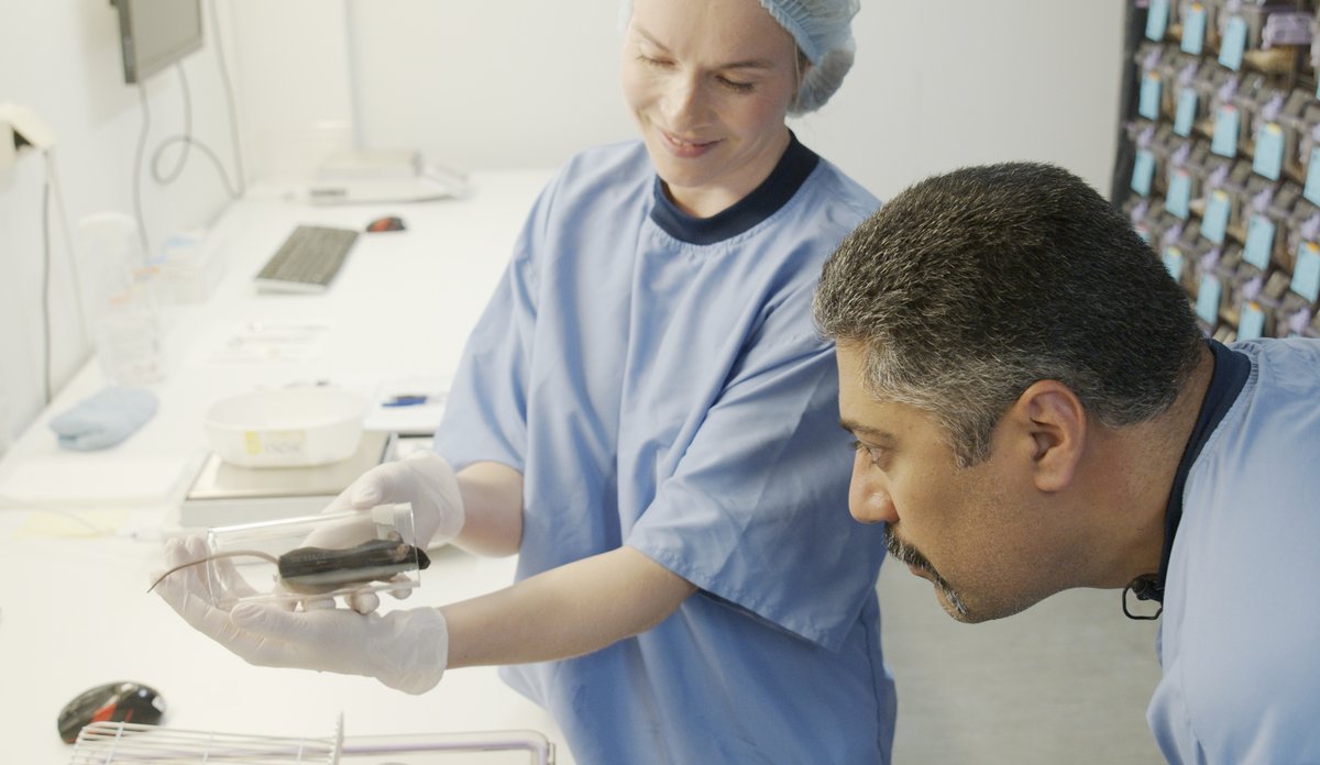 Ein mann og ei kvinne i labfrakk som ser på ei forsøksmus inne på laboratoriet.