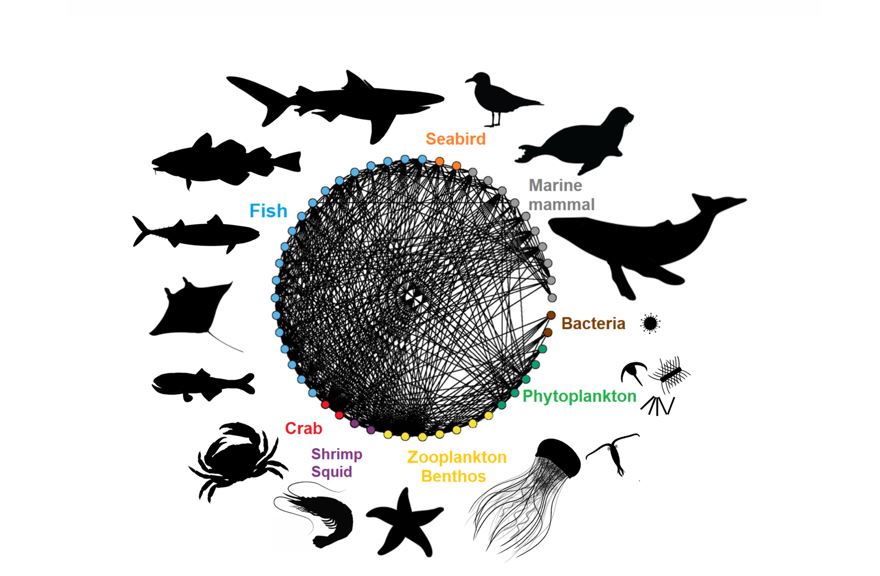 Diettmatrisen i NoBa, med utvalgte grupper representert med skygger. Illustrasjon. 