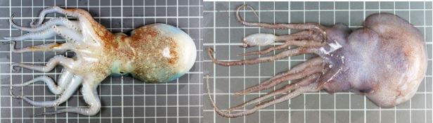 to åttearmede blekkspruter