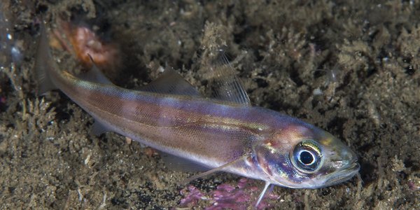 

Nærbilete av ein augepål på havbotn 