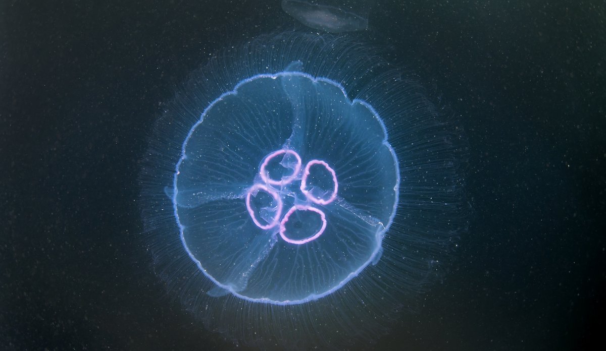 Glassmanet i mørkt vann