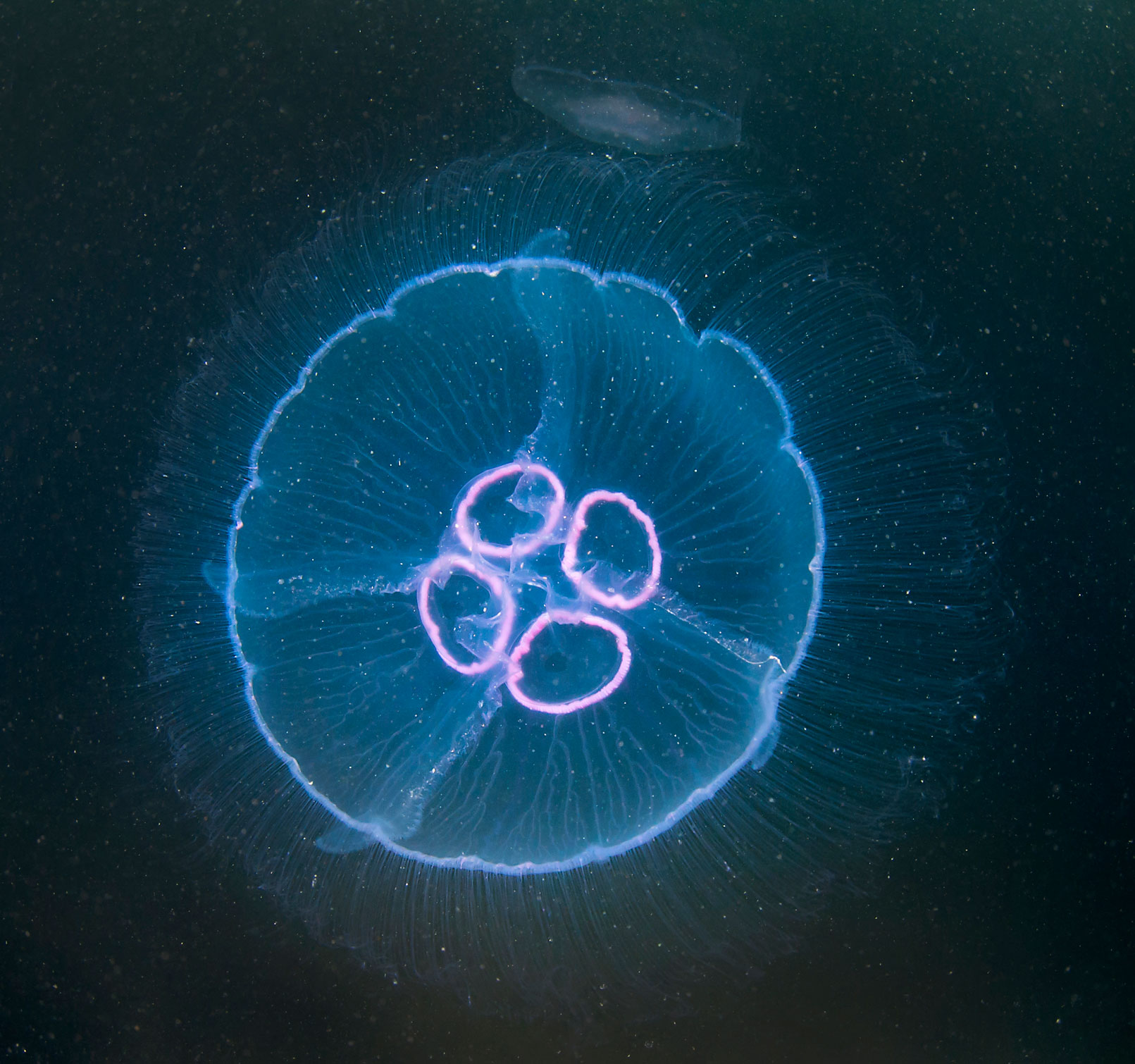 Glassmanet (Aurelia aurita). Foto: Erling Svensen