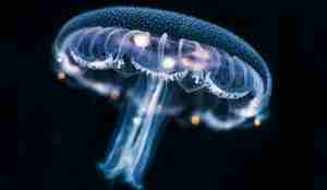 Glassmanet i vann, mot mørk bakgrunn