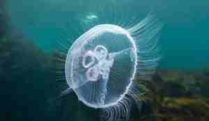 På nært hold ser vi mange tentakler som kommer fra kanten rundt disken