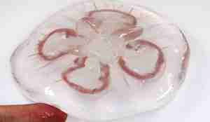 Glassmanet som ligger på hvit bord med menneskefinger som peker på den.