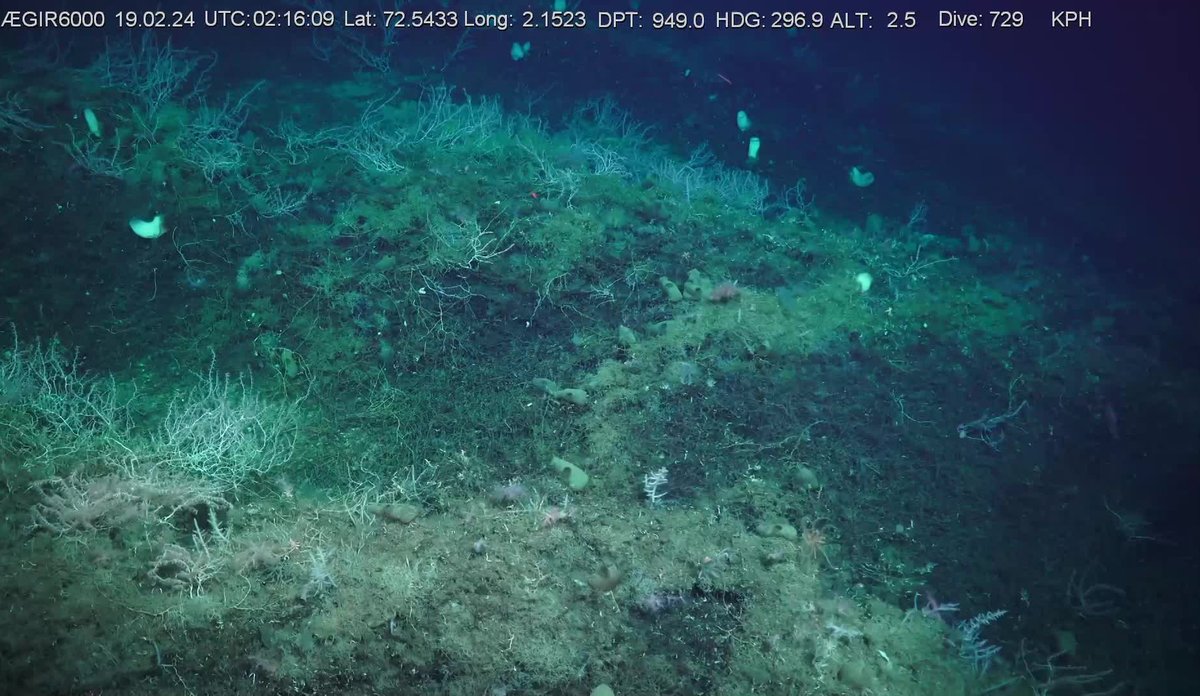 
Hvilken type korallskog er dette? Bildet viser en korallskog på havbunnen. Forskere vet ikke hvilken art det er.