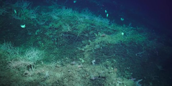 

Hvilken type korallskog er dette? Bildet viser en korallskog på havbunnen. Forskere vet ikke hvilken art det er.