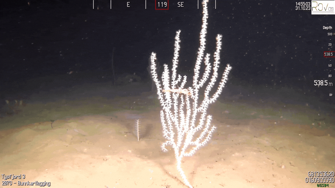 En bambuskorall med et lite krepsdyr på seg.