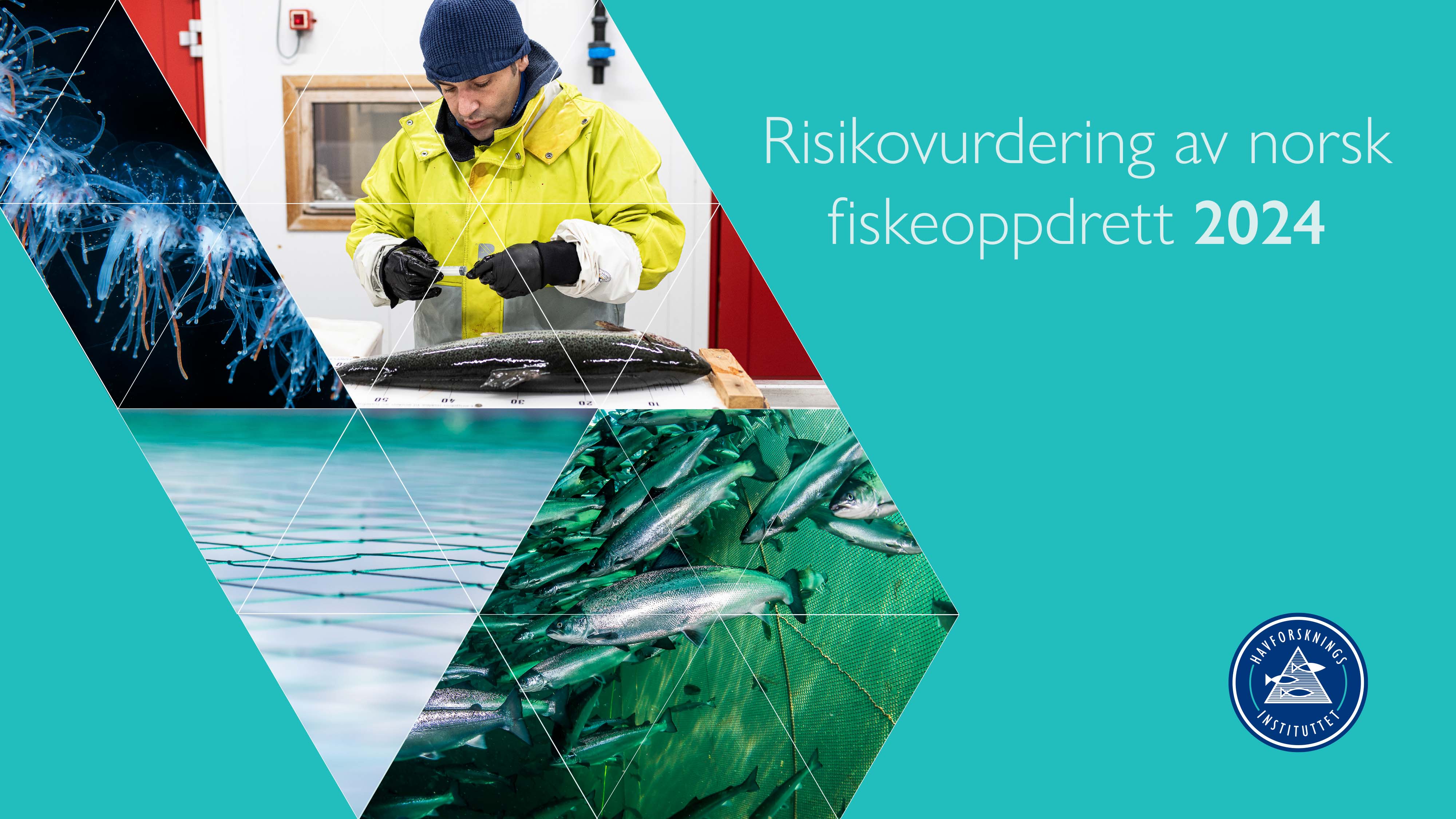 Montasje av bilder av en mann som tar prøver av en laks, oppdrettslaks som svømmer, perlesnormanet og sjøoverflate inne i et oppdrettsanelgg. 