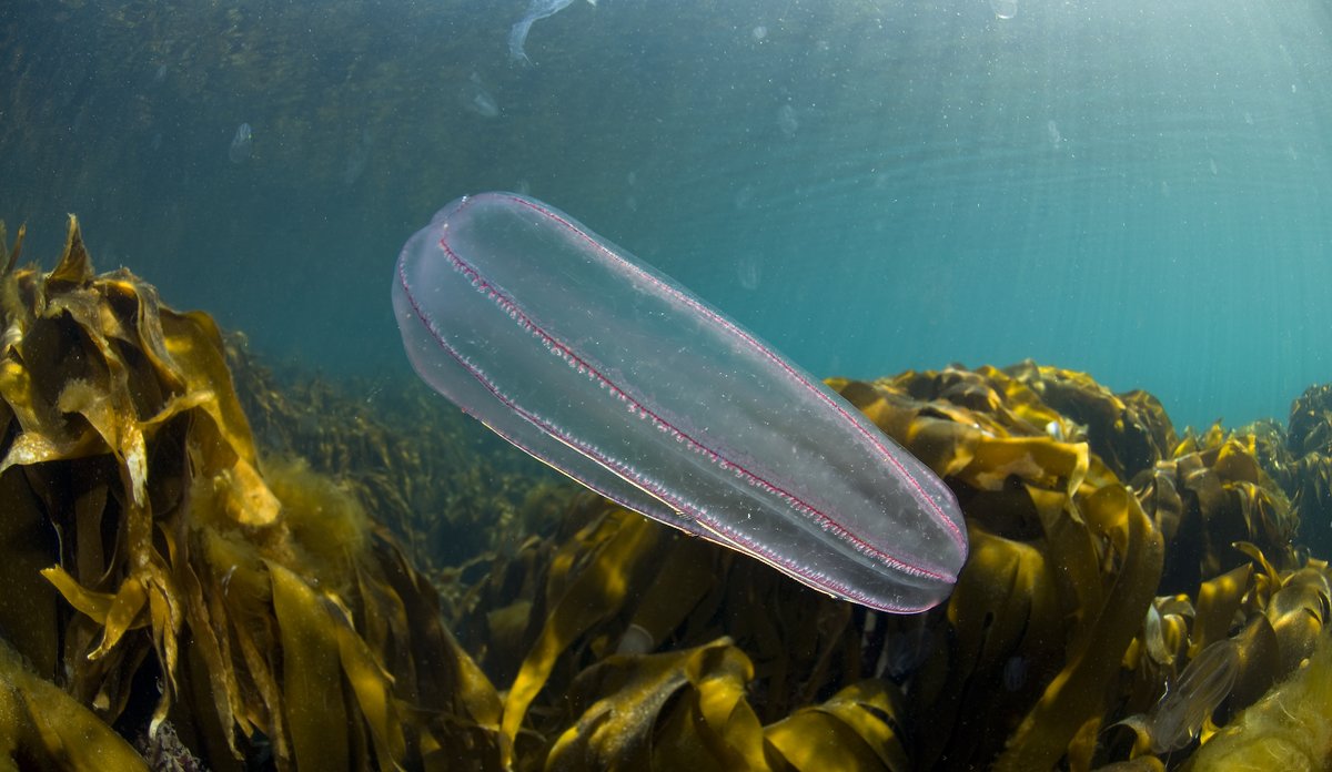 En agurkmanet over en tareskog